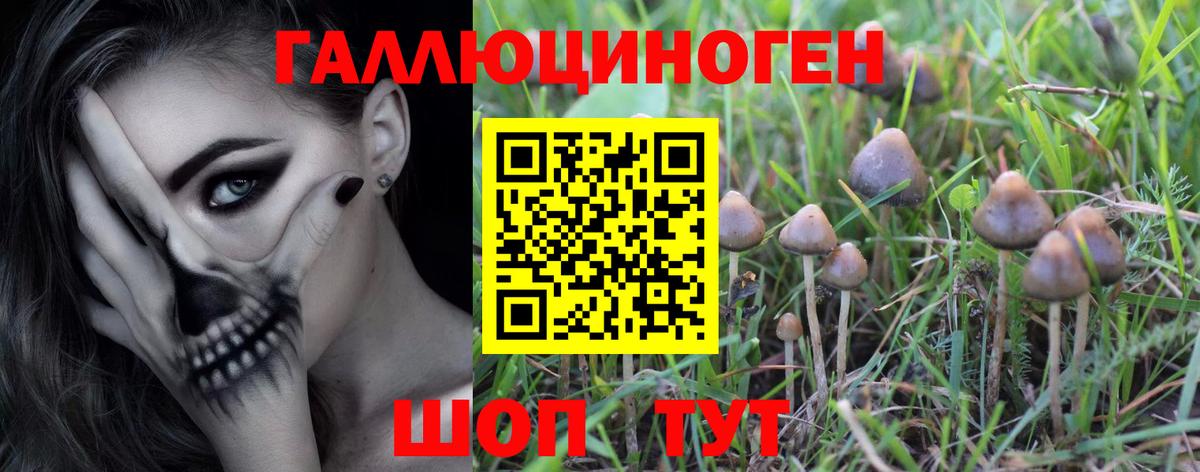 Тимашёвск  что такое наркотик  Вход с VPN  Псилоцибиновые грибы Psilocybine cubensis 